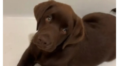 Illustration : Faites connaissance avec Gus, le chiot Labrador Retriever qui n’en n’a jamais assez des joies du bain (vidéo)