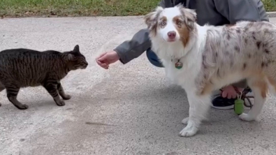 Illustration : "Un chat errant rencontre une chienne et devient son meilleur ami"
