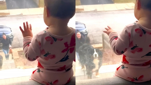 Illustration : "Ravie de revoir sa petite sœur humaine après sa promenade, cette femelle Bouvier Bernois a une tendre réaction dès qu’elle l’aperçoit à travers la fenêtre (vidéo)"