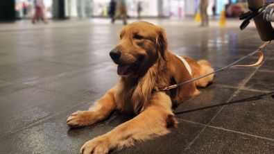 Illustration : "L’astuce imparable d’une jeune femme pour convaincre son Golden Retriever obstiné de quitter le parc canin (vidéo)"