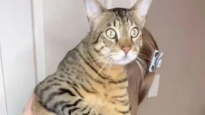 Illustration : "Voici Dexter, un chat colossal qui impressionne les vétérinaires"