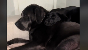 Illustration : "Cette jeune femme offre une seconde jeunesse à son Labrador sénior, en adoptant pour lui un petit-frère (vidéo)"