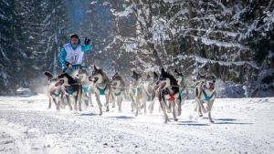 Illustration : "Jean Combazard, le musher champion du monde et son combat pour l'inclusion des personnes en situation de handicap dans le mushing"