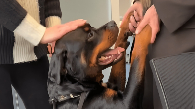 Illustration : "Accompagnant sa maîtresse au travail pour la première fois, ce Rottweiler devient l’employé du mois (vidéo)"