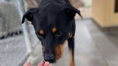 Illustration : "Ce beau chien a passé plus de 6 ans au refuge en raison d’un trait de caractère considéré comme dérangeant"