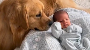 Illustration : "Un Golden Retriever se prend d'affection pour le bébé de ses maîtres et décide d'endosser le rôle de grand frère attentionné (vidéo)"