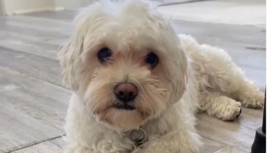 Illustration : "Cette petite femelle Maltipoo n’hésite pas à jouer la comédie, afin de passer encore plus de temps sur le lit de ses propriétaires (vidéo)"