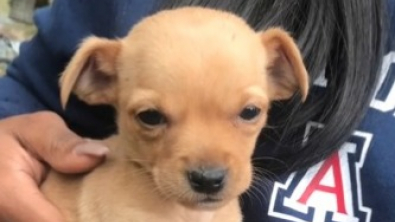 Illustration : "Faites connaissance avec Jordy, le chiot Chihuahua qui a beaucoup surpris sa maman humaine en grandissant (vidéo)"