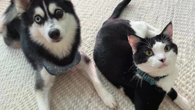Illustration : Une propriétaire de chat adopte un chien et les deux animaux deviennent meilleurs amis