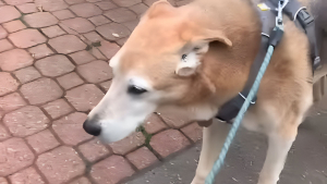 Illustration : "Ce chien facétieux se met subitement à boiter lorsque sa maîtresse ne prend pas la bonne direction lors d’une balade (vidéo)"