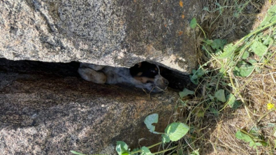 Illustration : "Des ouvriers découvrent un chien piégé entre deux rochers et tentent de le libérer"