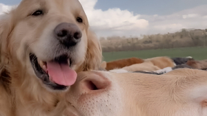 Illustration : "L’immense joie de ce Golden Retriever qui retrouve sa meilleure amie bovine fait chaud au cœur (vidéo)"