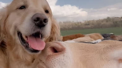 Illustration : "L’immense joie de ce Golden Retriever qui retrouve sa meilleure amie bovine fait chaud au cœur (vidéo)"