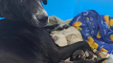 Illustration : Une chienne accouche de 10 chiots puis accueille dans sa famille un chien pas comme les autres