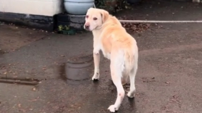 Illustration : Le moment déchirant où un chien confié à un refuge voit sa famille s'en aller sans lui (vidéo)