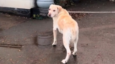 Illustration : "Le moment déchirant où un chien confié à un refuge voit sa famille s'en aller sans lui (vidéo)"