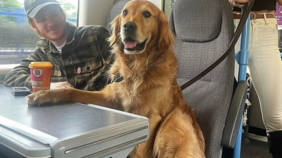 Illustration : "Ce Golden Retriever amical adore faire de nouvelles rencontres lorsqu’il voyage en train (vidéo)"