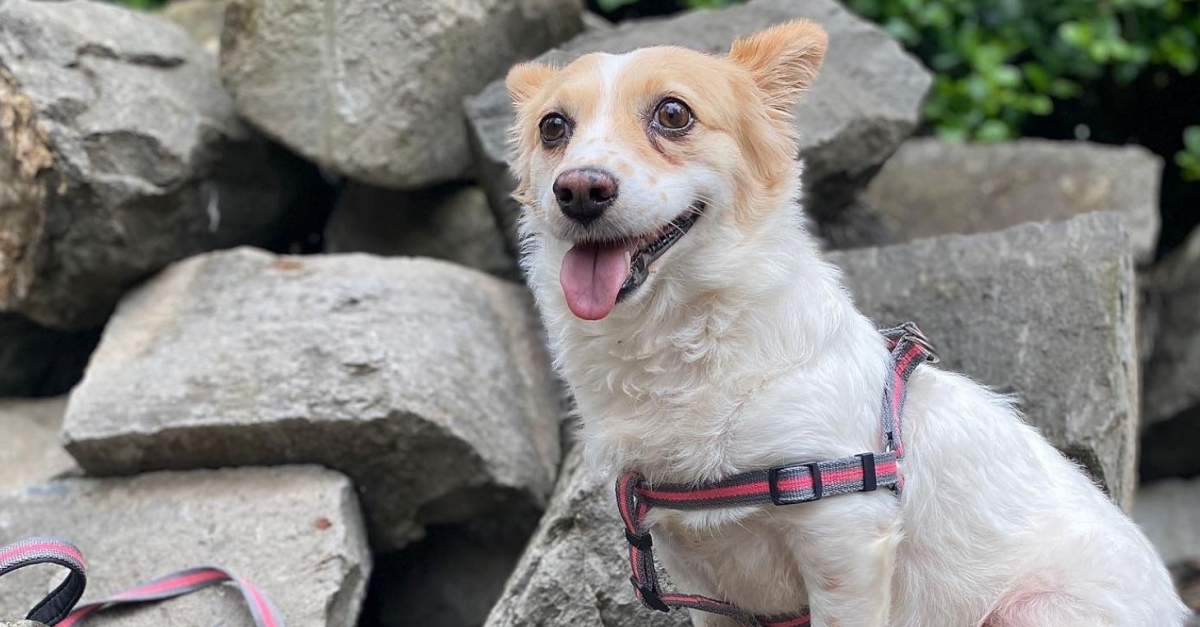 Reconnaissante d’avoir été adoptée, cette chienne serviable aide sa