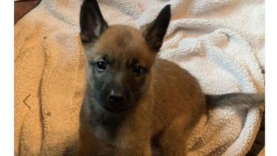 Illustration : "Abandonné dès le plus jeune âge, ce chiot Malinois d’à peine 3 semaines se bat pour s’épanouir au mieux, grâce à l’aide de bénévoles bienveillants (vidéo)"