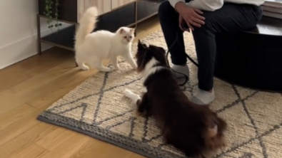 Illustration : Quand un chien et un chat décident de troquer leur méfiance réciproque initiale contre l'amitié (vidéo)