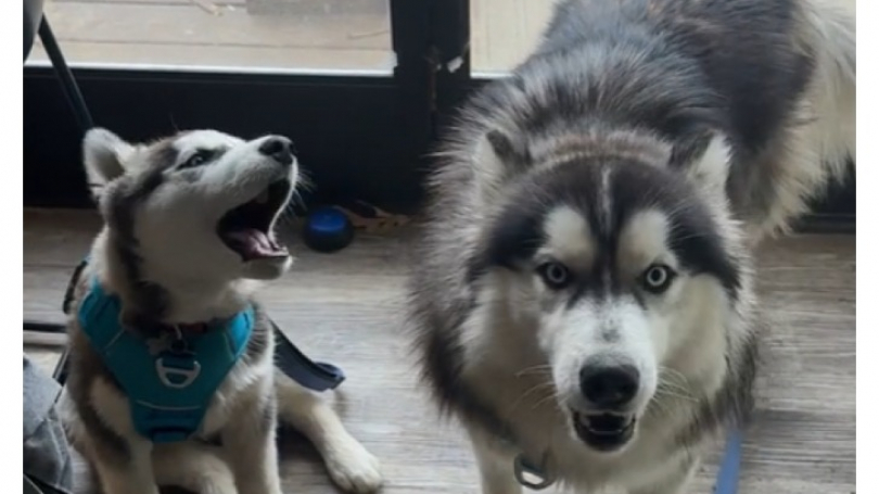 Illustration : Quand Kex et Crash, 2 Huskys de Sibérie, montrent leur joie au moment de partir en promenade (vidéo)