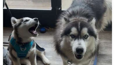 Illustration : "Quand Kex et Crash, 2 Huskys de Sibérie, montrent leur joie au moment de partir en promenade (vidéo)"
