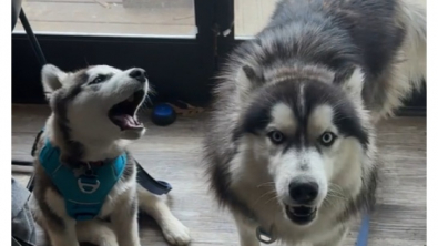 Illustration : Quand Kex et Crash, 2 Huskys de Sibérie, montrent leur joie au moment de partir en promenade (vidéo)