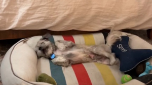 Illustration : "La réaction émouvante d'un chien sourd et aveugle découvrant le confort d'un vrai lit et la chaleur d'un foyer (vidéo)"