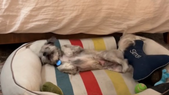 Illustration : La réaction émouvante d'un chien sourd et aveugle découvrant le confort d'un vrai lit et la chaleur d'un foyer (vidéo)