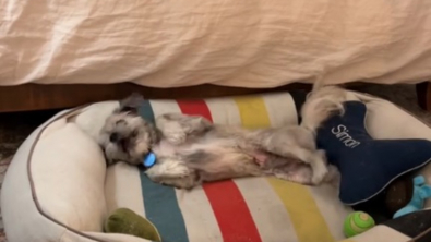 Illustration : "La réaction émouvante d'un chien sourd et aveugle découvrant le confort d'un vrai lit et la chaleur d'un foyer (vidéo)"