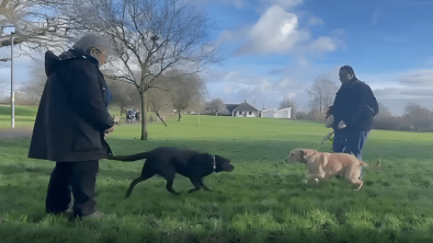 Illustration : Les touchantes retrouvailles de 2 frères séparés l’un de l’autre depuis qu’ils sont devenus chiens guides d'aveugles (vidéo)
