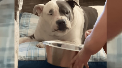 Illustration : "Ce chien sophistiqué préfère manger comme un humain plutôt que dans sa gamelle (vidéo)"