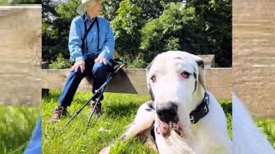 Illustration : "Grâce à sa maîtresse férue de randonnée, ce Dogue Allemand trouve une nouvelle grand-mère sur le chemin (vidéo)"