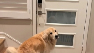 Illustration : "Quand Maui, le Golden Retriever, attend que son petit maître rentre de l’école (vidéo)"