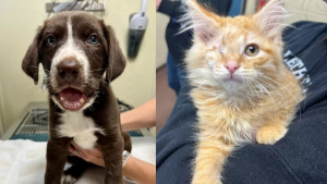 Illustration : "Un chiot blessé et un chaton borgne comprennent qu'ils guériront plus facilement et seront plus heureux ensemble"