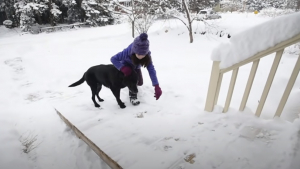 Illustration : "Ce Labrador Retriever sénior obtient une aide inespérée d’un facteur au grand cœur (vidéo)"