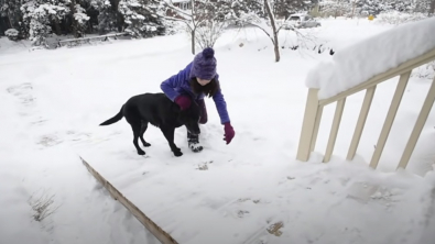 Illustration : "Ce Labrador Retriever sénior obtient une aide inespérée d’un facteur au grand cœur (vidéo)"