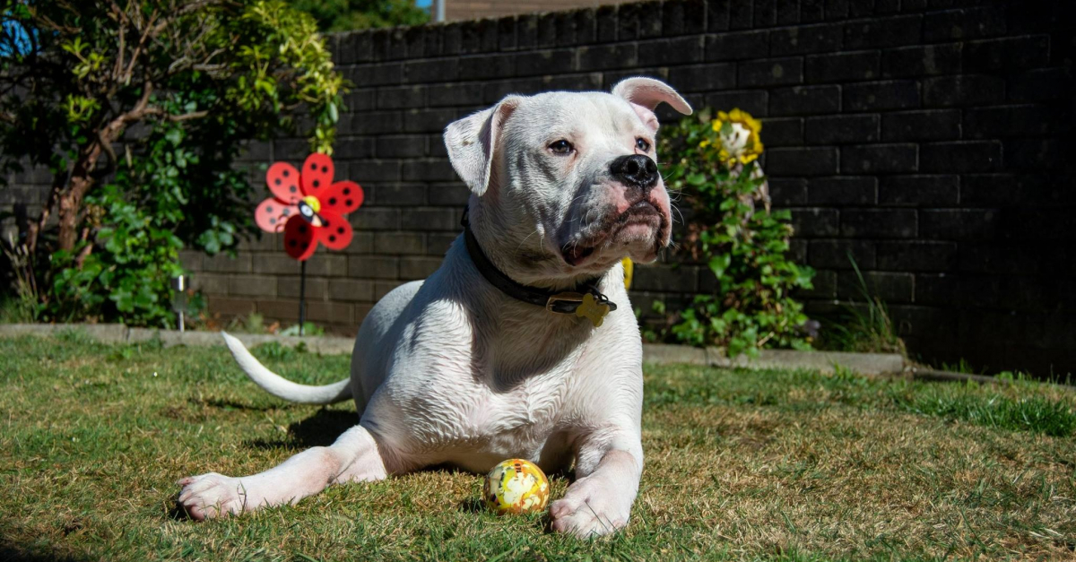 Grâce à une opération miracle, des vétérinaires espèrent sauver de la paralysie un chien atteint