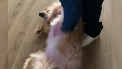 Illustration : "Cette chienne réserve à ses humains de retour à la maison un accueil festif et plein d'émotion (vidéo)"