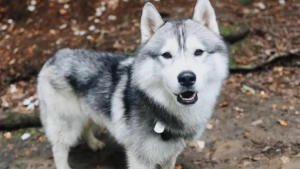 Illustration : "En creusant un trou dans son jardin, Kobe, un Husky Sibérien, sauve tout son quartier"