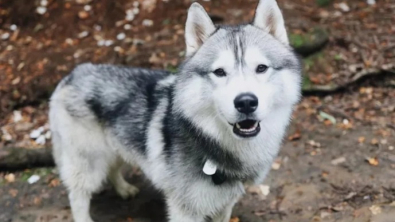 Illustration : En creusant un trou dans son jardin, Kobe, un Husky Sibérien, sauve tout son quartier