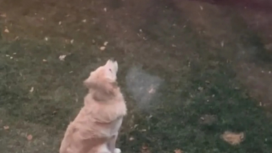 Illustration : "L’émouvante réaction d’un Golden Retriever qui découvre les flocons de neige pour la première fois de sa vie (vidéo)"
