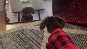 Illustration : "L'attitude attendrissante d'un chiot Teckel se retrouvant face à son reflet dans le miroir (vidéo) "