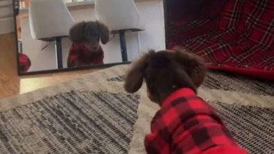 Illustration : L'attitude attendrissante d'un chiot Teckel se retrouvant face à son reflet dans le miroir (vidéo) 