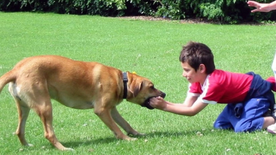 Illustration : L'émouvante histoire d'amour à sens unique entre une chienne et une enfant devenue amour tout court au bout de 10 années