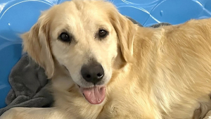 Illustration : "Dans l’espoir de sauver 3 petits canidés sauvages menacés d’extinction, une femelle Golden Retriever devient leur maman de substitution"