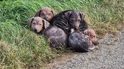 Illustration : "Abandonnés sur le bord de la route, 7 chiots en détresse reçoivent l’aide providentielle d’une équipe d’ouvriers qui se rendait au travail"