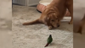 Illustration : "La rencontre entre un chien débordant d'énergie et d'affection avec un oiseau avide d'amitié offre une scène d'exception (vidéo)"