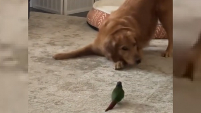 Illustration : La rencontre entre un chien débordant d'énergie et d'affection avec un oiseau avide d'amitié offre une scène d'exception (vidéo)