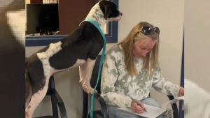 Illustration : "La joie contagieuse d'une chienne de refuge sauvée de l'errance assistant à la signature d'un document qui change sa vie (vidéo)"